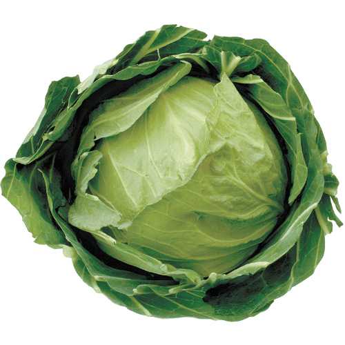 Green Cabbage