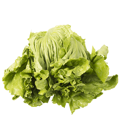 NZ Iceberg Lettuce