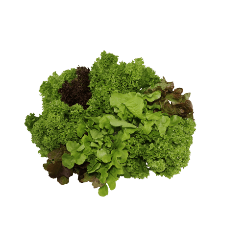 Plantae Fancy Lettuce