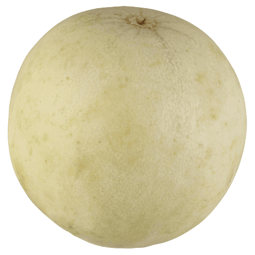 Honeydew Melon