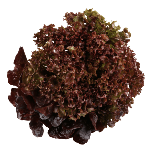 Fancy Red Lettuce