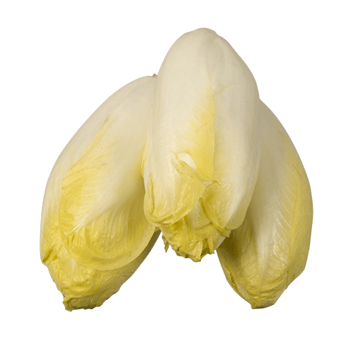 Witloof