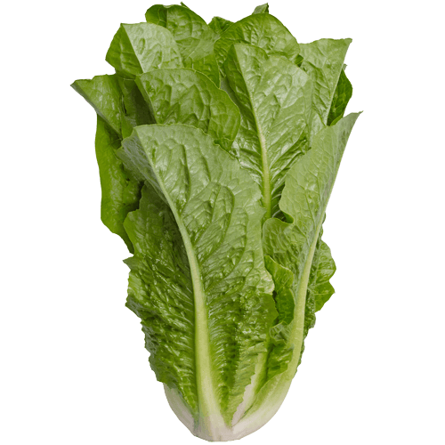 Baby Cos Lettuce