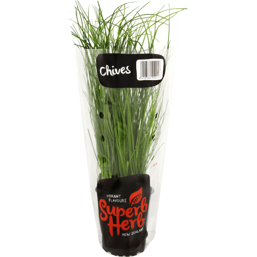Superb Herb Living Chives