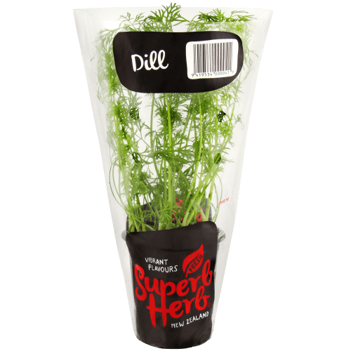 Superb Herb Dill Herb Pot