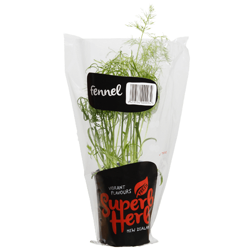 Superb Herb Fennel Herb Pot