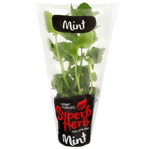 Superb Herb Mint Pot