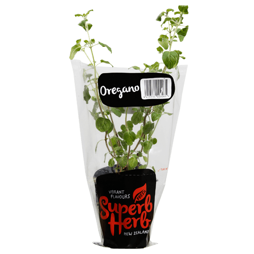 Superb Herb Oregano Herb Pot