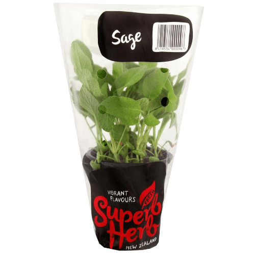 Superb Herb Sage Pot