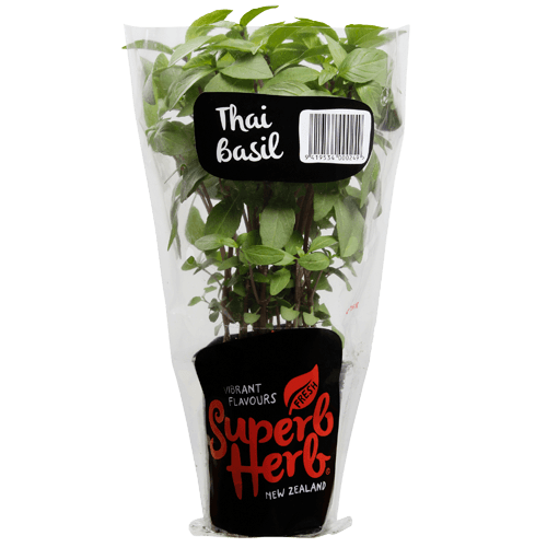 Superb Herb Thai Basil Pot