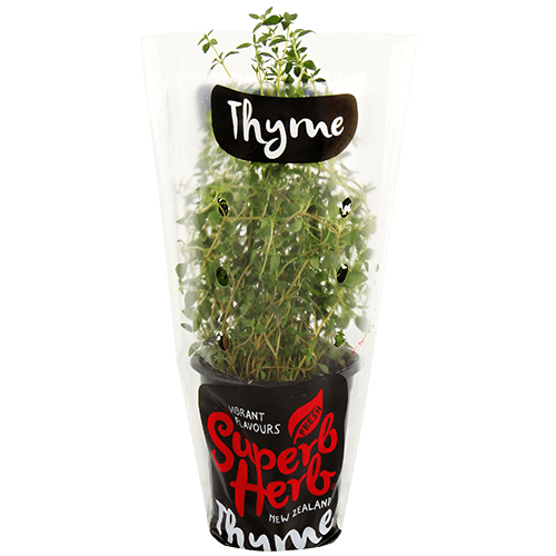 Superb Herb Thyme