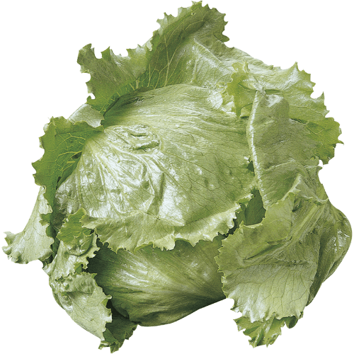 Fresh Cut Lettuce