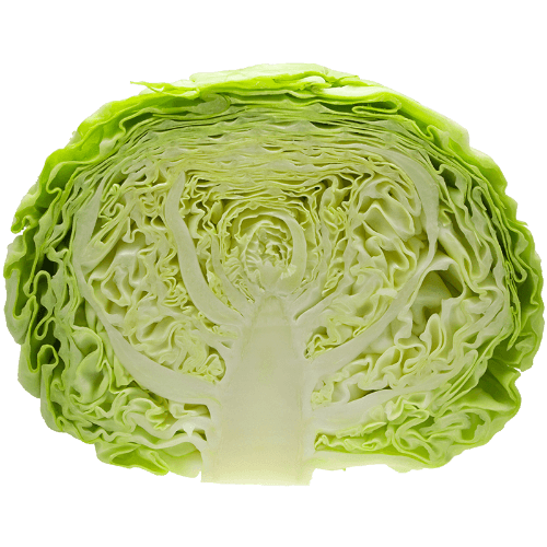Green Cabbage Half