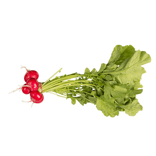 Bunched Red Radishes