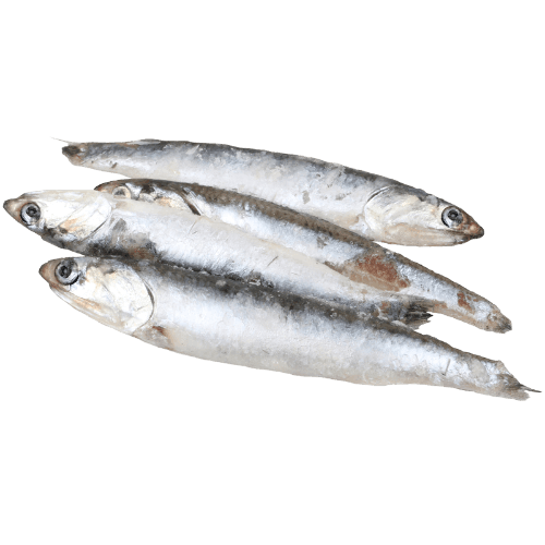 US Whole Anchovies (Frozen) per kg