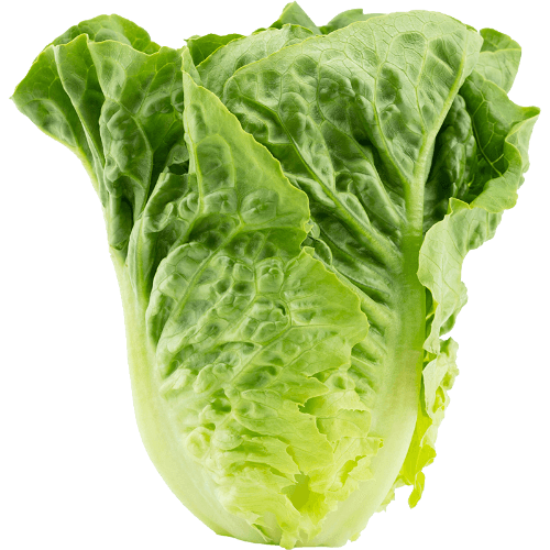 Cos Lettuce