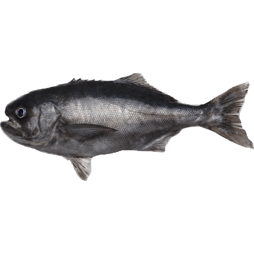 Whole Bluenose