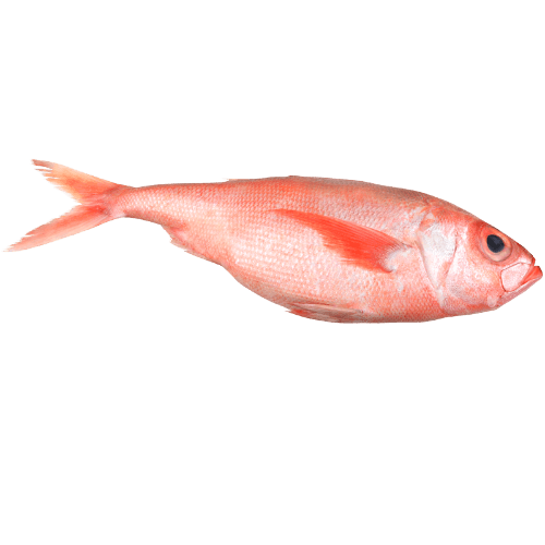 NZ Whole Ruby Fish
