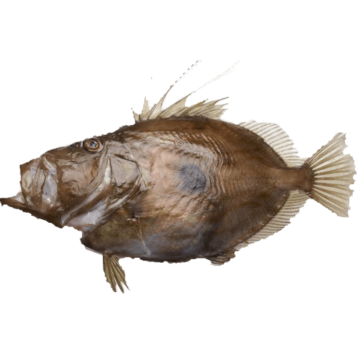 NZ Whole John Dory