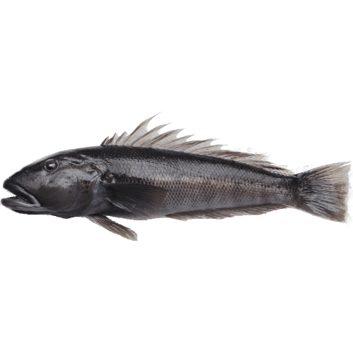 Whole Gutted Fresh Blue Cod per kg