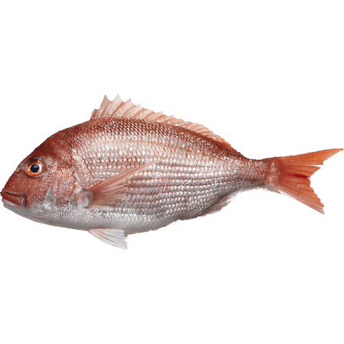 Whole Snapper per kg