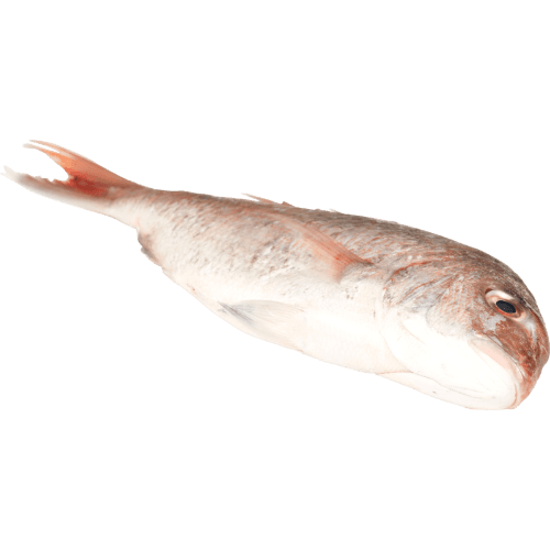 Dressed Snapper