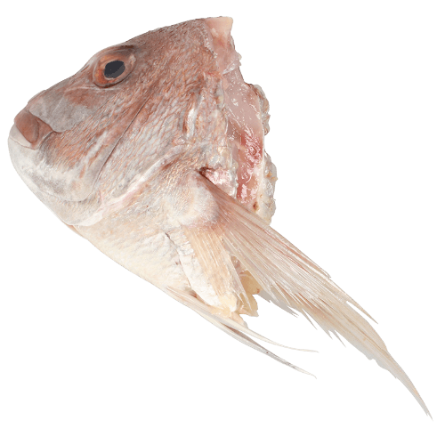 NZ Snapper Heads