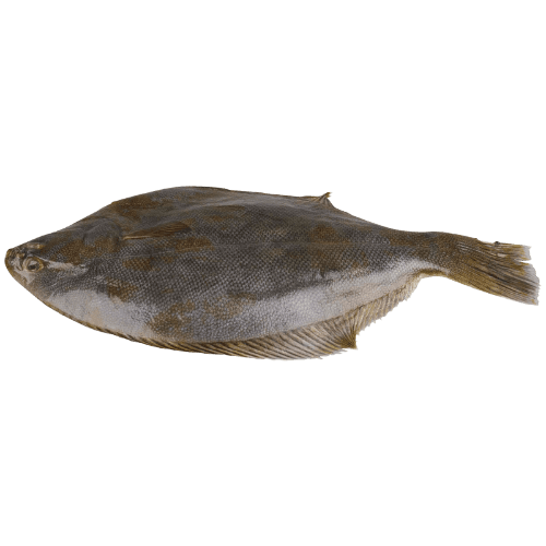 Nz Sand Gutted Flounder (Prefrozen) per kg