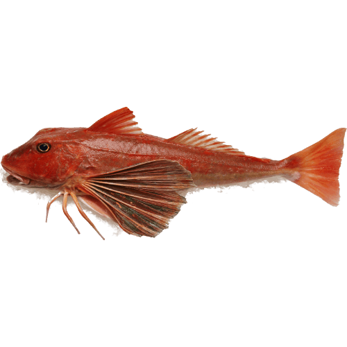 NZ Whole Gurnard (Red)