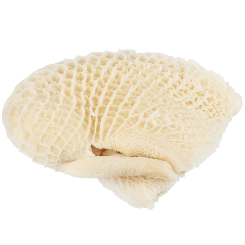 NZ Beef Tripe