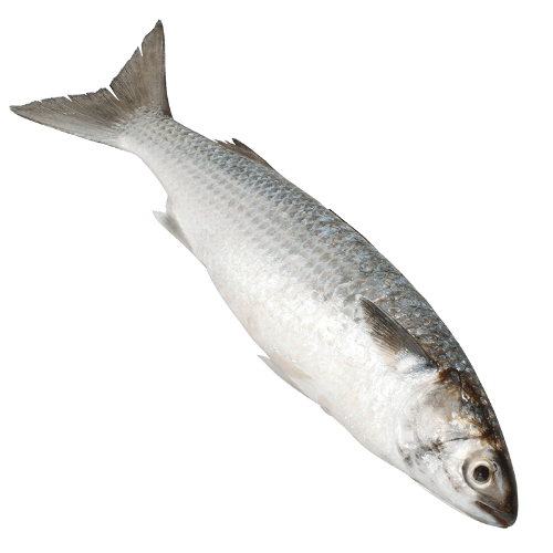 Whole Grey Mullet