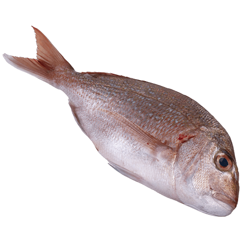 NZ Whole Red Snapper