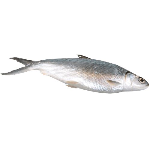 Whole Milk Fish (Prefrozen)