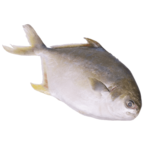 Whole Golden Pompano (Prefrozen)