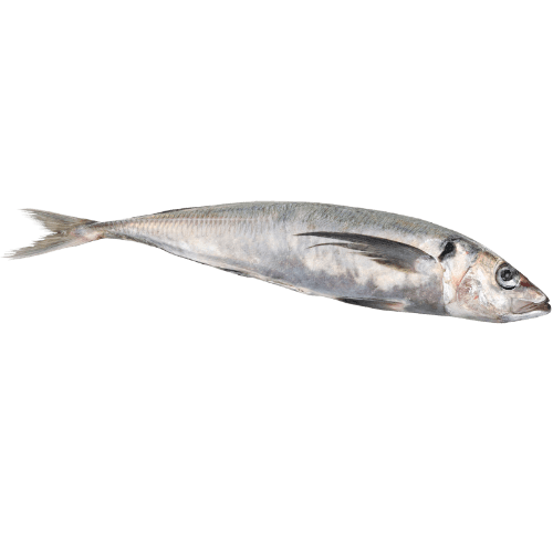 NZ Whole Mackeral Jack