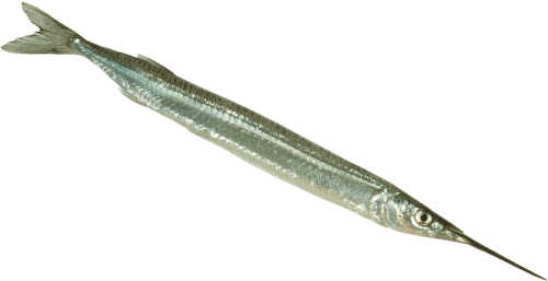 NZ Whole Piper Garfish per kg