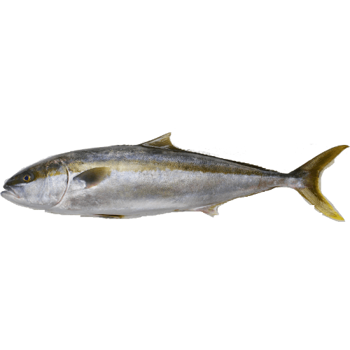 Whole Kingfish