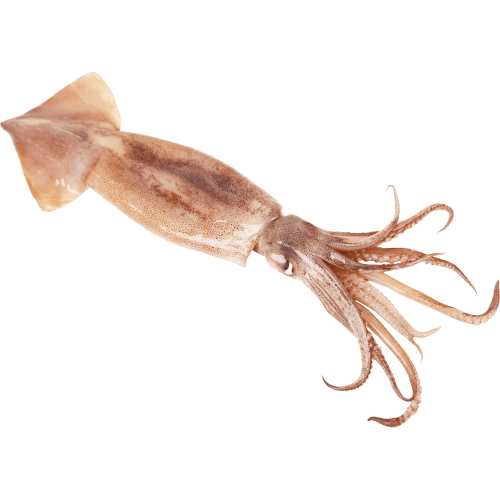Whole Squid Arrow