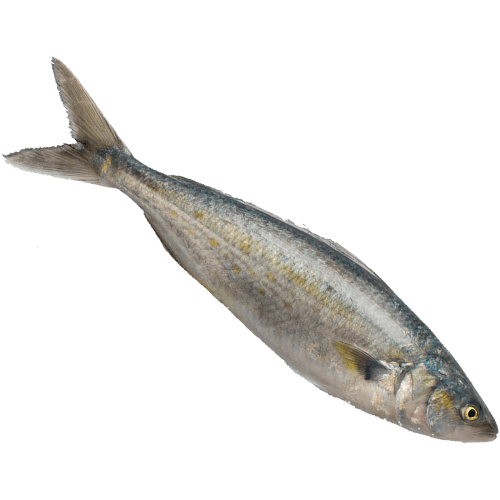 Kahawai