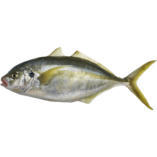 Whole Trevally