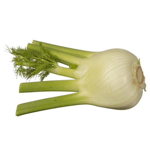 Fennel