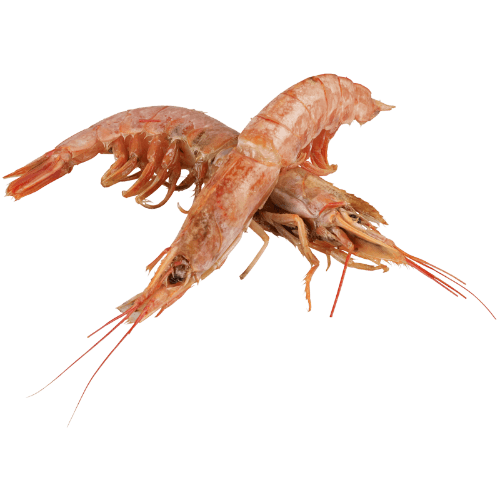 Argentinian Whole Raw Red Prawns (Frozen) per kg