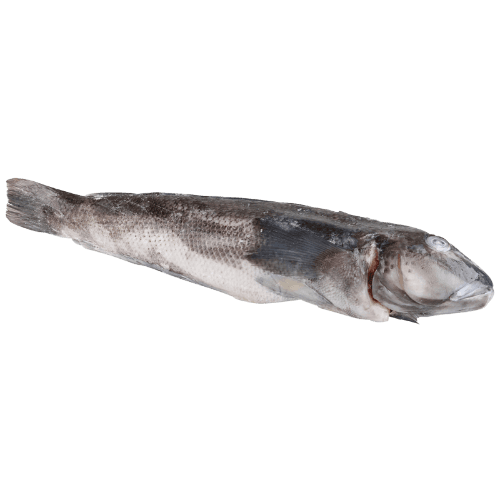 Gilled And Gutted Blue Cod (Frozen) per kg
