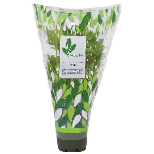 Natural Fare Potted Plant Basil