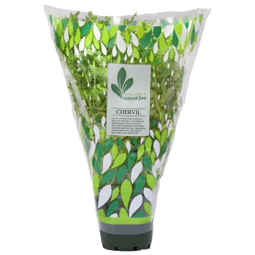 Natural Fare Potted Plant Chervil.