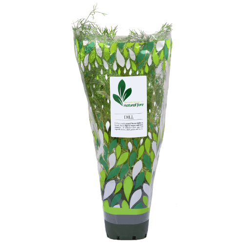 Natural Fare Potted Plant Dill