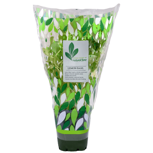 Natural Fare Potted Plant Lemon Basil