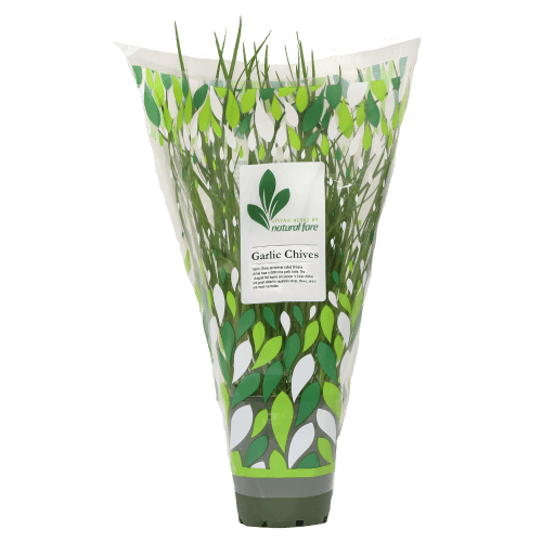 Natural Fare Potted Plant Garlic Chives