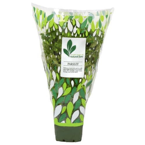Natural Fare Potted Plant Parsley
