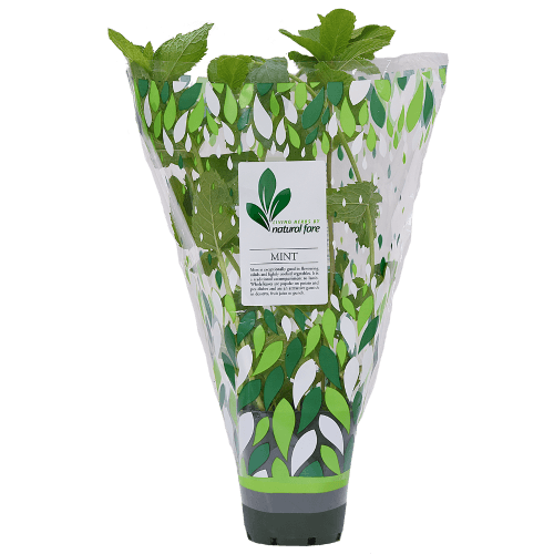 Natural Fare Potted Plant Mint